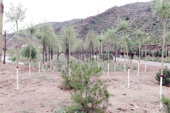 灵石南关镇有多少人口_灵石南关图片(3)