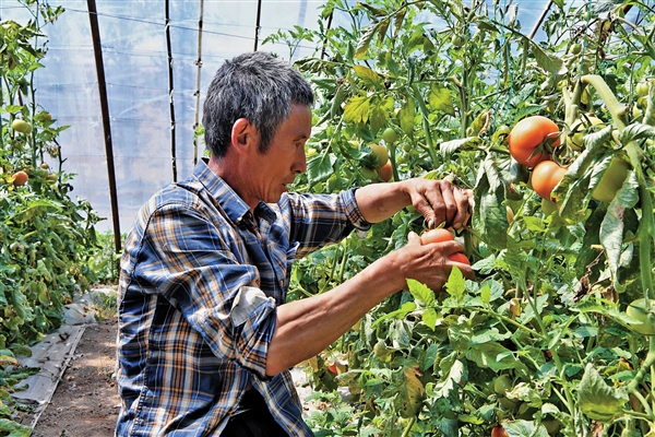 “榆社县西马乡积极发展绿色、生态、优质、高效的设施蔬菜种植