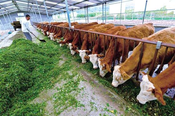 9月4日,和顺县德牧牛场内,饲养员正在为肉牛追加饲料.